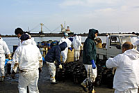 日立港での重油回収作業を行うボランティアメンバー