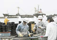 日立港で重油回収作業を行う公明党のボランティアメンバー