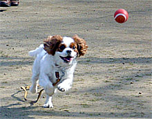 040313mirai.jpg