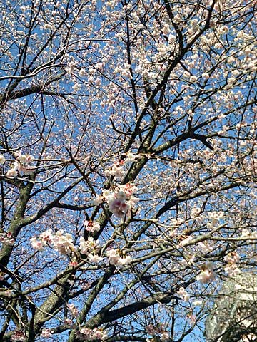 桜川河畔の桜