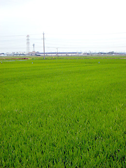 080626ph.jpg