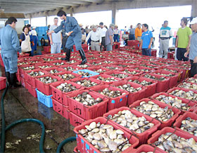 鹿島灘はまぐりの水揚げ