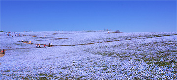 090508hana.jpg