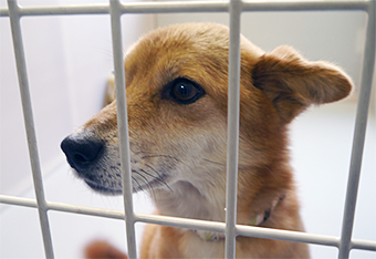 121206dog.jpg
