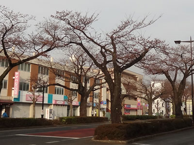 桜の開花状況 平和通り