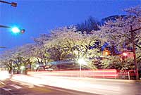 水戸市三の丸の夜桜
