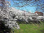 茨城県庁前の桜満開